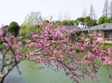 常熟民宿蒋巷书院民宿：苏州常熟市蒋巷书院民宿,影视