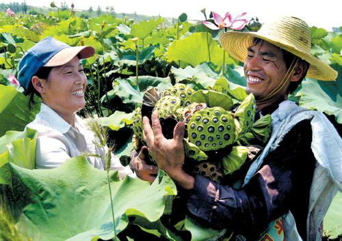 潮汕地区民间行业禁忌 种莲 养猪 行船禁忌,影视