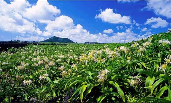 当地“土著”推荐 韩国40个最美景点