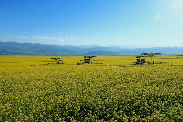 七月门源 百里花海 青海门源县油菜花海,影视