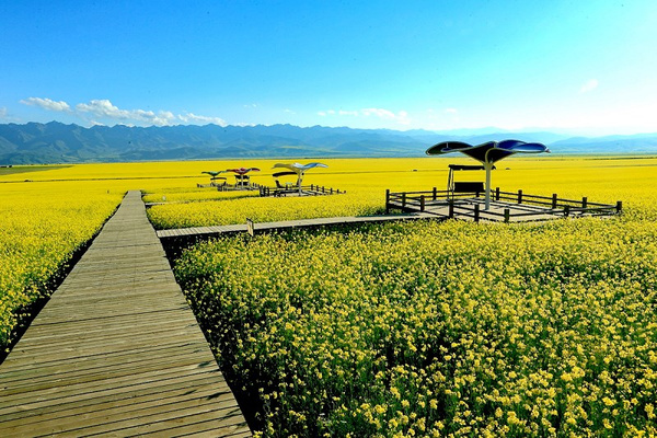 七月门源 百里花海 青海门源县油菜花海,影视