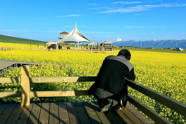 七月门源 百里花海 青海门源县油菜花海,影视