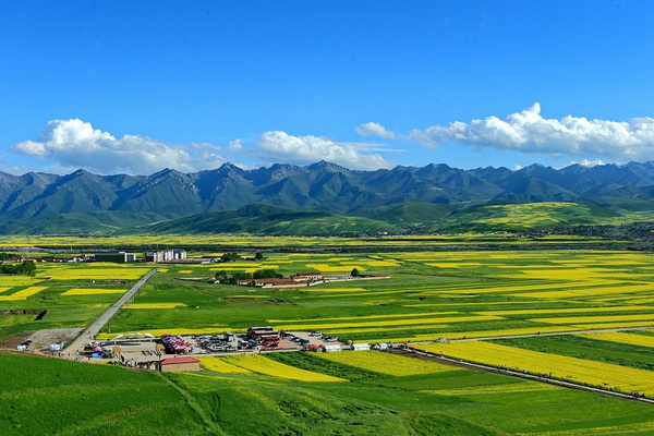 七月门源 百里花海 青海门源县油菜花海,影视