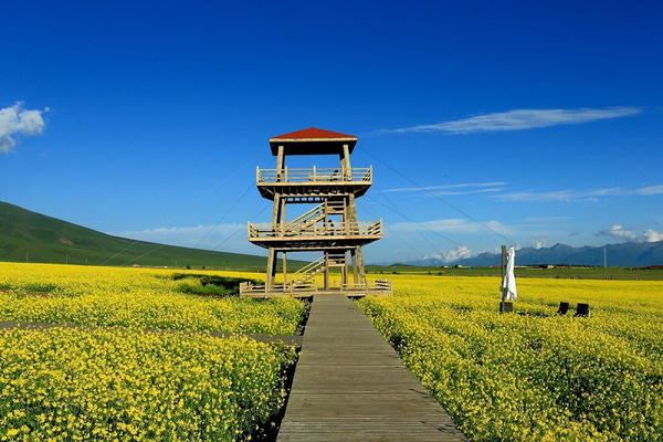 七月门源 百里花海 青海门源县油菜花海,影视