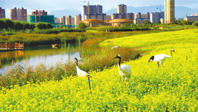 丹顶鹤漫步张掖国家湿地公园油菜花海,影视