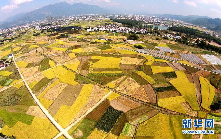 浙江仙居：丰收田园美如画,影视