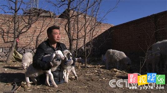 无腿硬汉王晓兵养羊 CCTV7致富经20150612期,影视