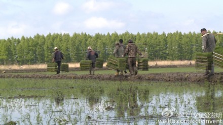 运苗快车 我爱发明运苗快车 佳木斯姜海波拉苗机,影视