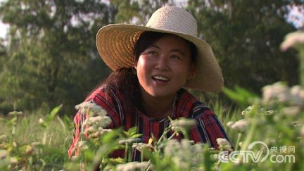 魏均种植白芹 生长在沙子里 她种白芹与众不同